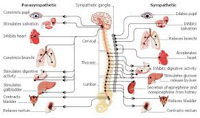 vagus_nerve